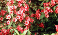 Bristol Ruby