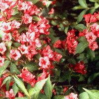 Bristol Ruby