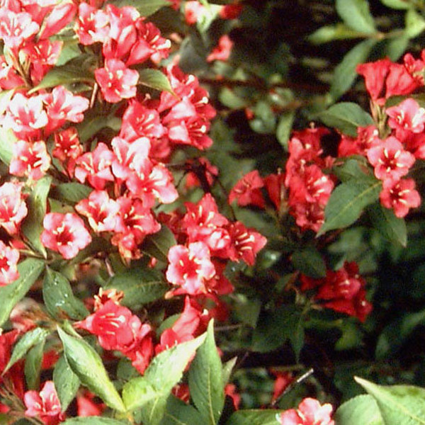 Bristol Ruby