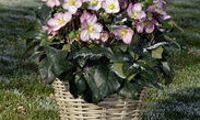 HGC® Ice N' Roses® Rose