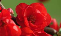 Rouge Baiser