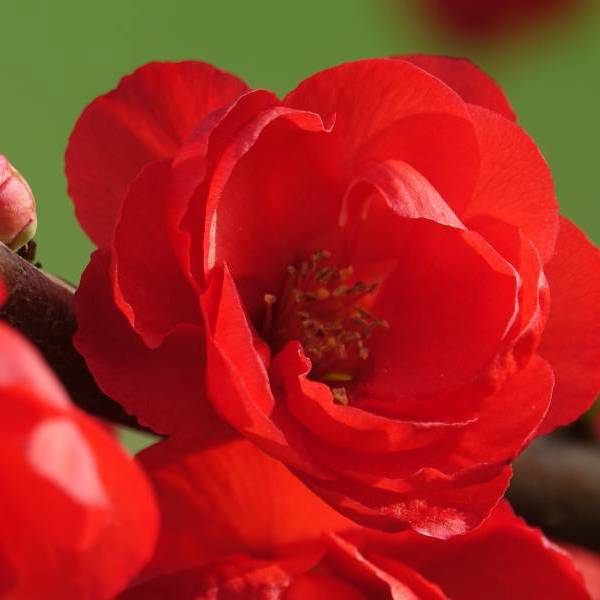 Rouge Baiser