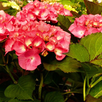 Dutch Ladies® Saskia