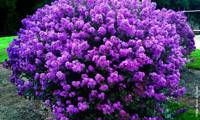 Enduring Lavender