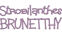 Brunetthy