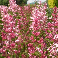 Bloomerang® Pink Perfume