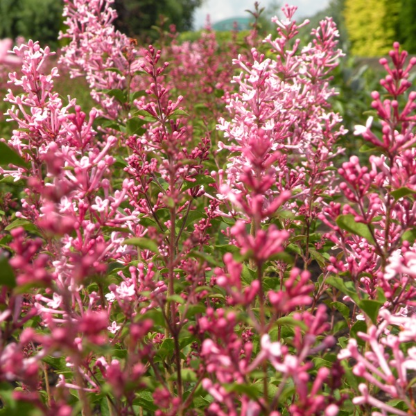 Bloomerang® Pink Perfume