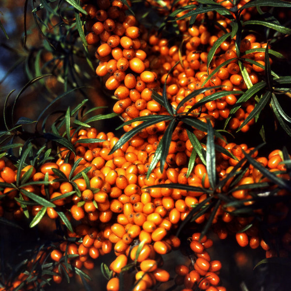 Hippophae rhamnoides (Обліпиха крушиноподібна)
