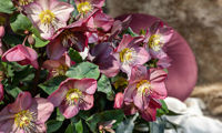 HGC® Ice N' Roses® Rose