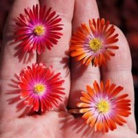 Jewel of Desert Sunstone