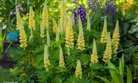 Lupinova Lenora