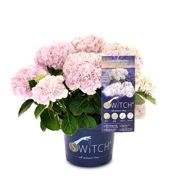 Switch Panthea