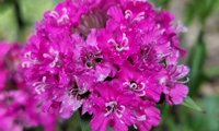 Cherry Bubbles