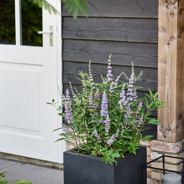 Magical® Chicagoland Blues