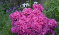 Flash Dance Pink