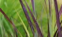 Purple Breeze