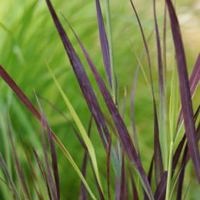 Purple Breeze