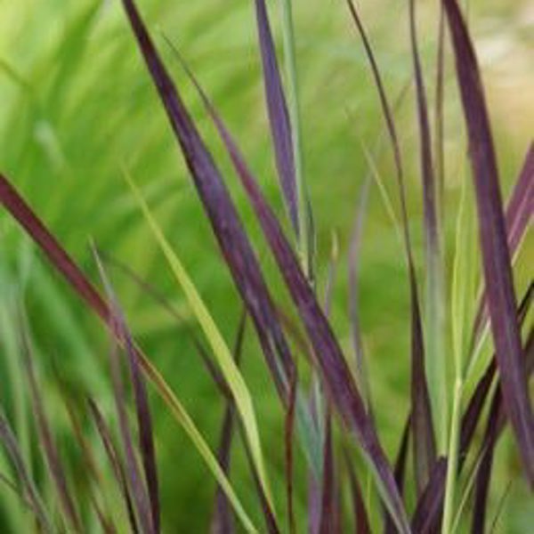Purple Breeze
