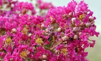 Mimie® Fuchsia