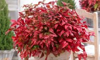 Blush Pink (Nandina)