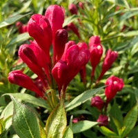Picobella Rosso