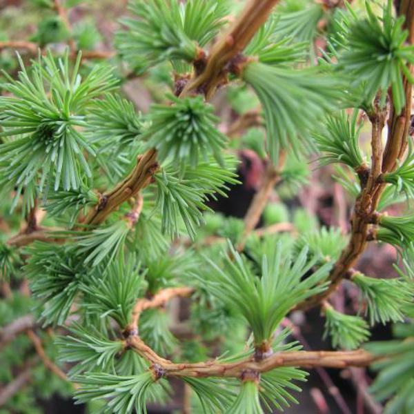 Larix decidua (Модрина європейська)