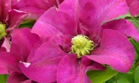 Success® Magenta