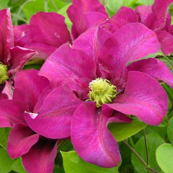 Success® Magenta