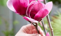 Flower Tower