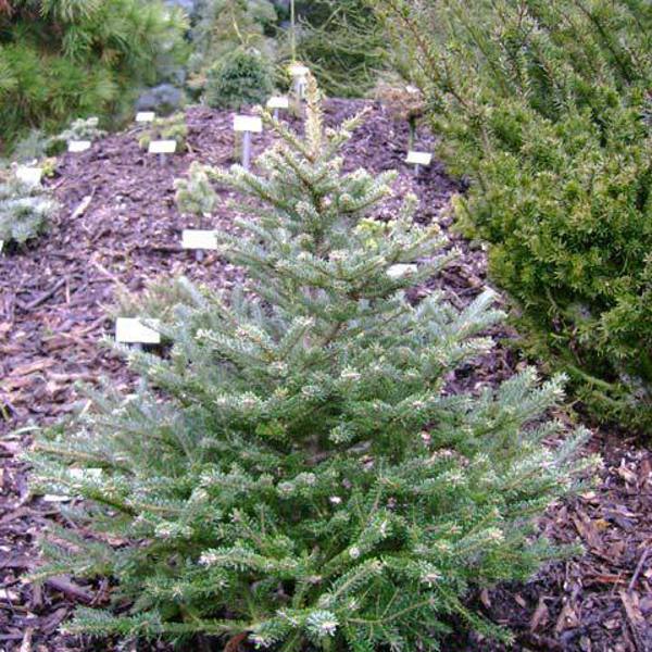 Abies fraseri (Ялиця Фразера)