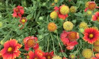 Sun Buddies Red