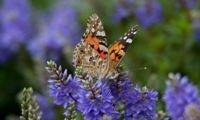 Garden Beauty Blue