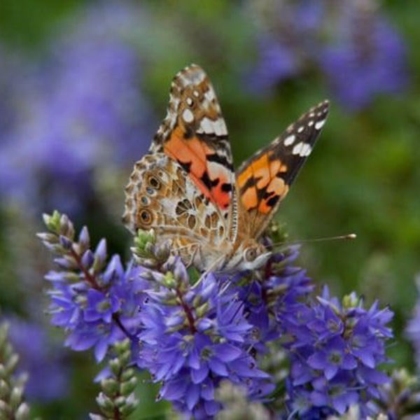 Garden Beauty Blue
