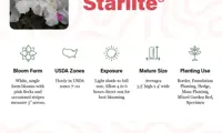 Autumn Starlite