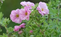 Double Punch® Pink