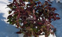 Winter Ruby®