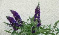 Reve De Papillon Violet