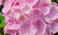 Pink Ever Belles®