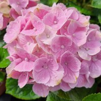 Pink Ever Belles®