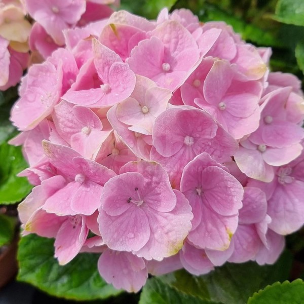Pink Ever Belles®