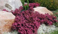 Plum Dazzled