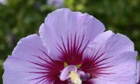 B’twist Lavender