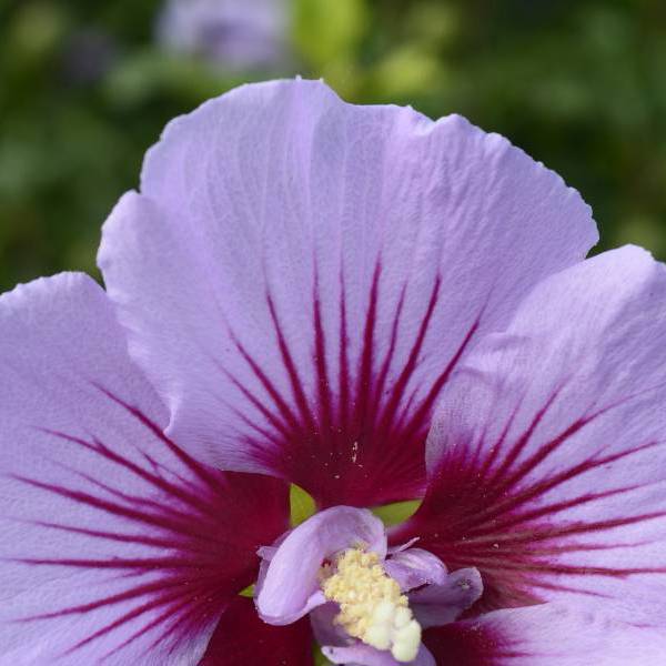 B’twist Lavender