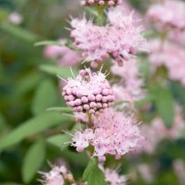 Pink Perfection