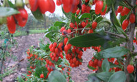 Sweet Lifeberry
