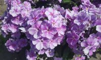 Bambini Lucky Lilac