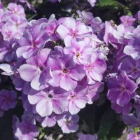 Bambini Lucky Lilac