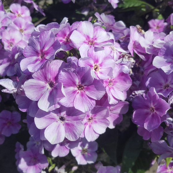 Bambini Lucky Lilac