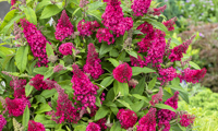Butterfly Candy Little Ruby
