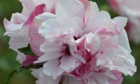 French Cabaret® Pastel